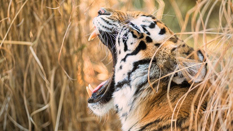 Siberian Tiger