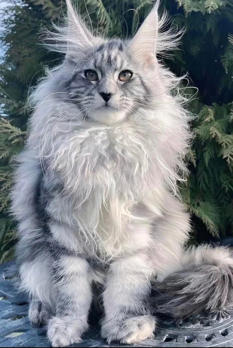 Silver and Blue Maine Coon