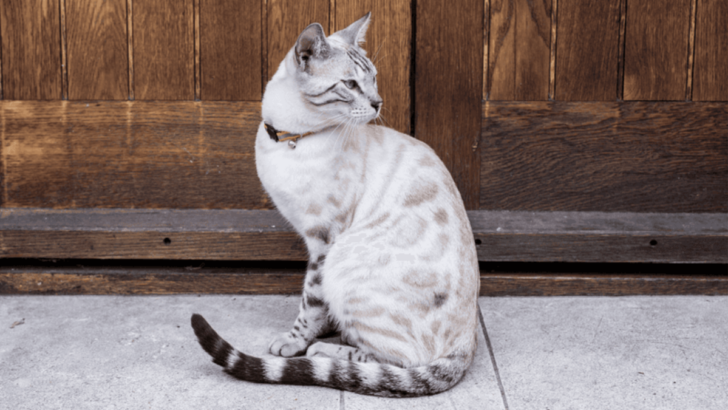 Snow Bengal Cat: 12 Fascinating Facts About the Feline Ice Queen