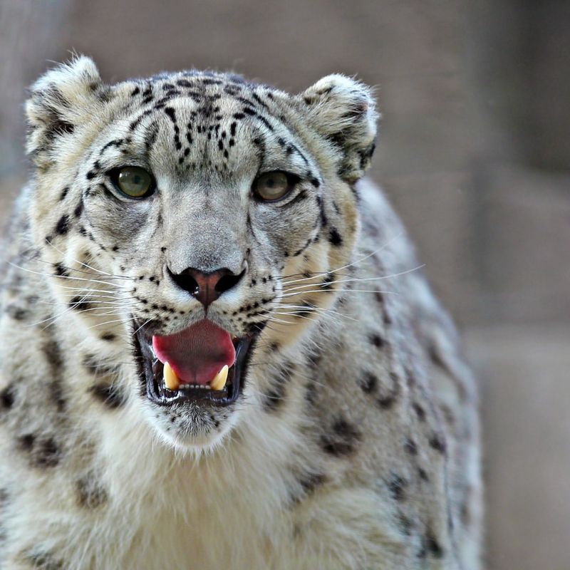 Snow Leopard