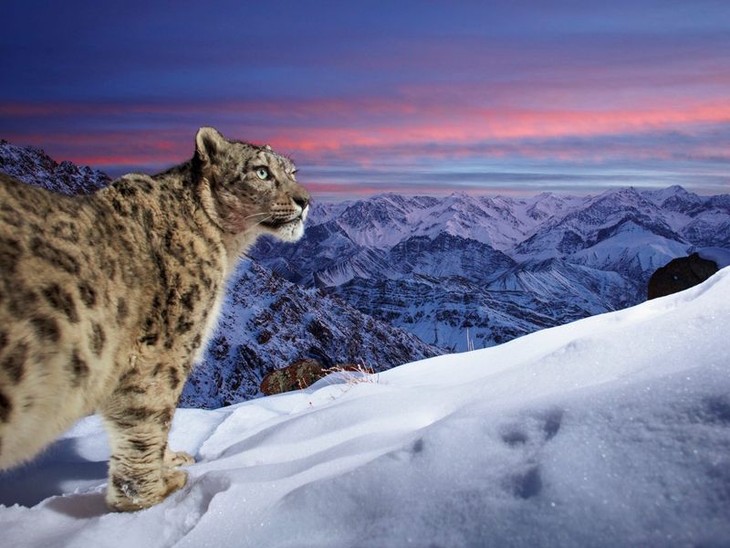 Snow Leopard