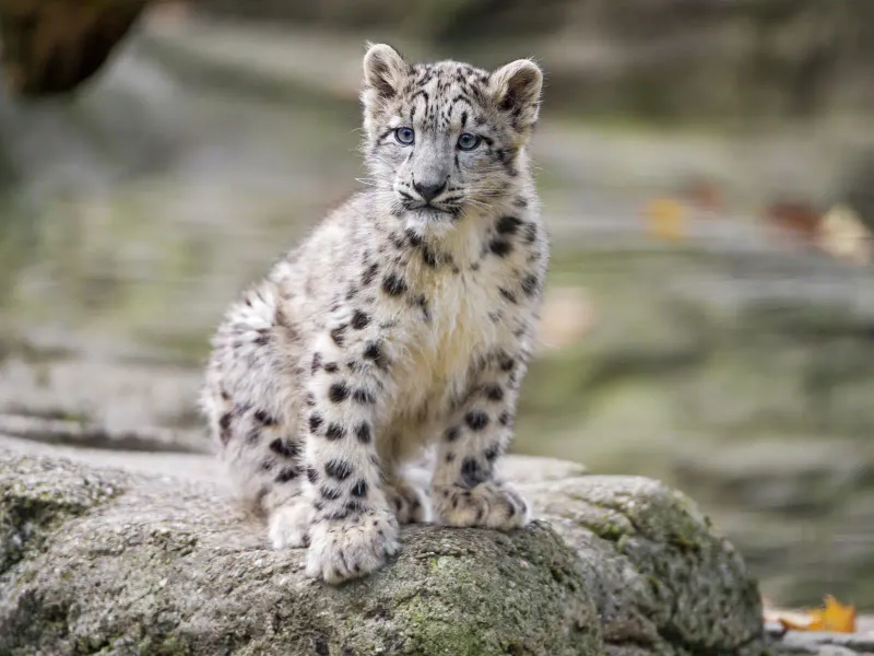 Snow Leopard