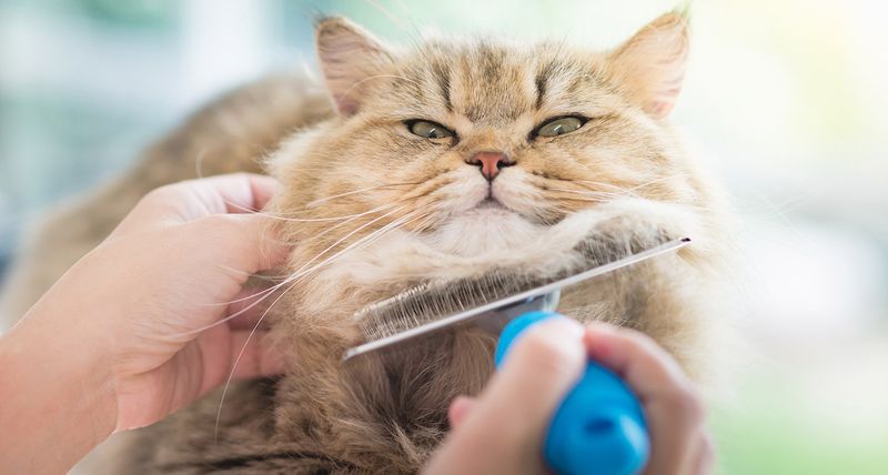 Soft Grooming Brush