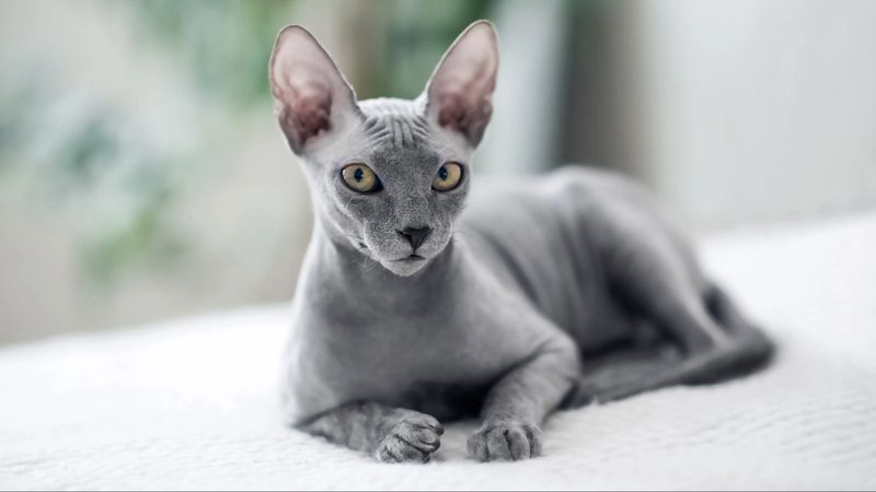 Sphynx