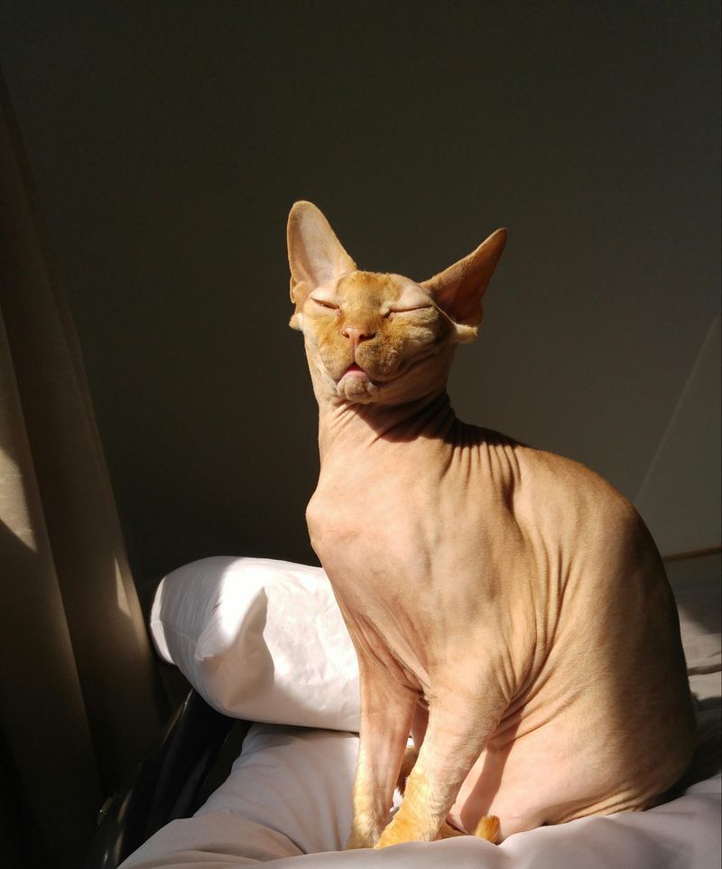 Sphynx