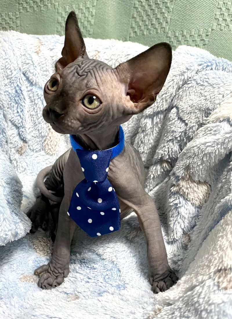 Sphynx