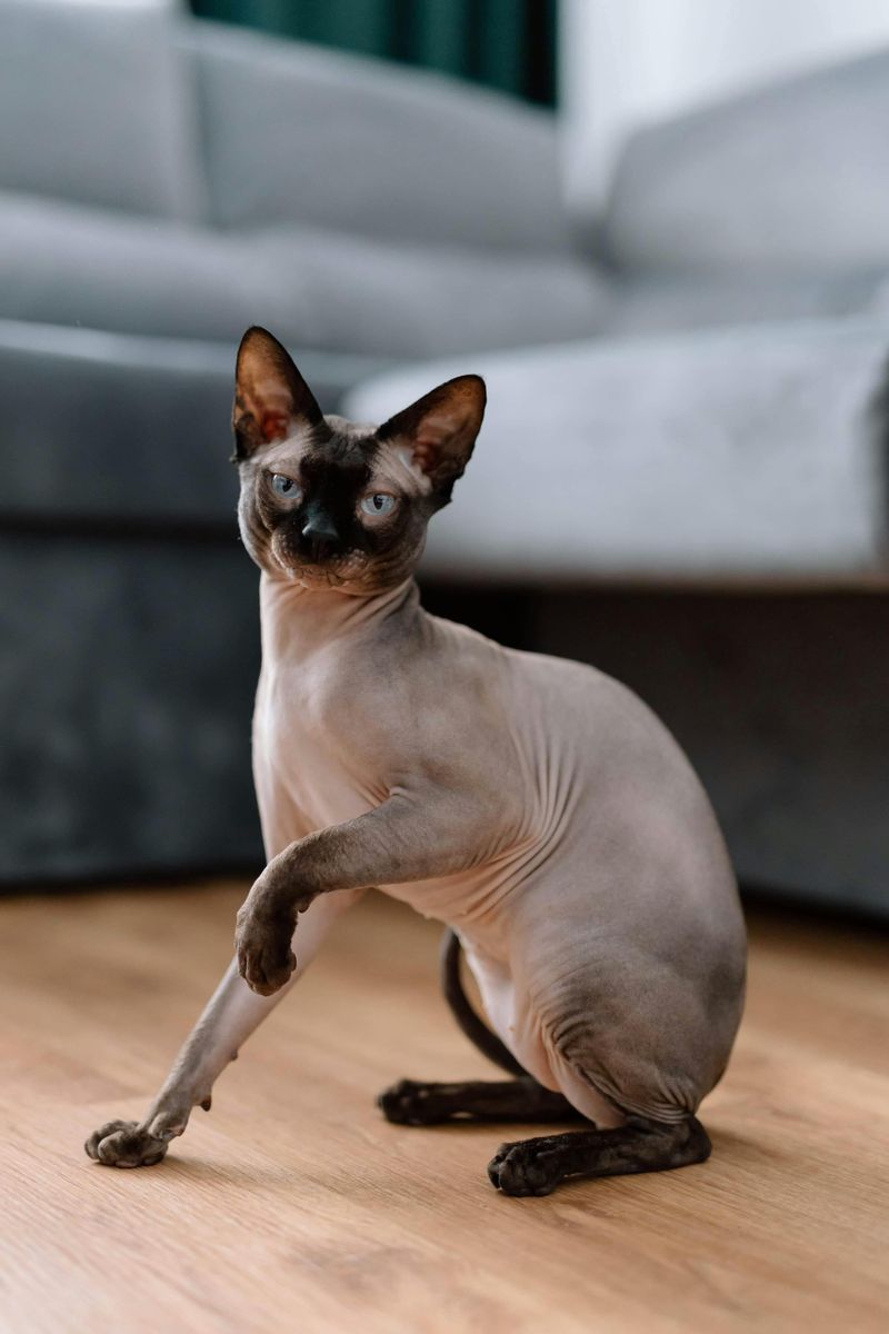 Sphynx