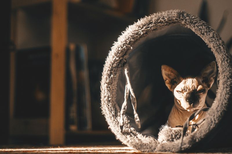 Sphynx