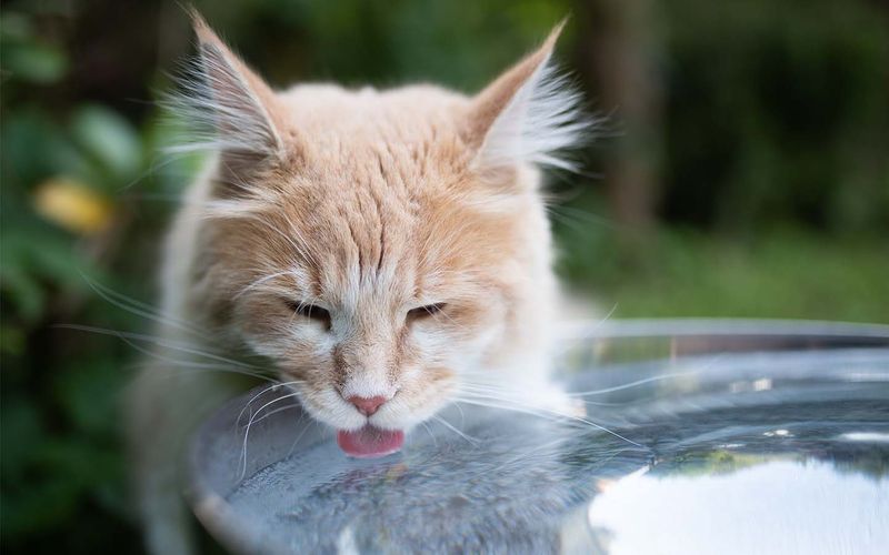 Splash of Dental Magic