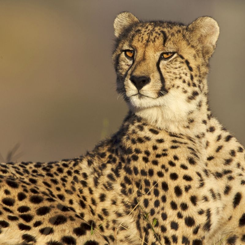 Spots and Patterns