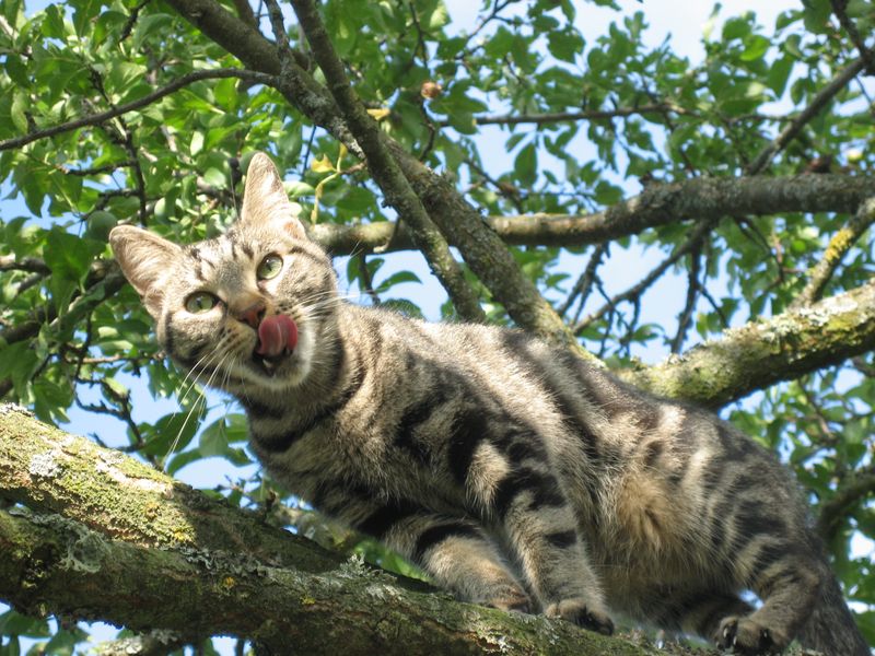 Strong Climbing Skills