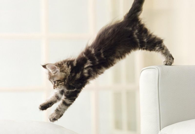 Sudden Pouncing