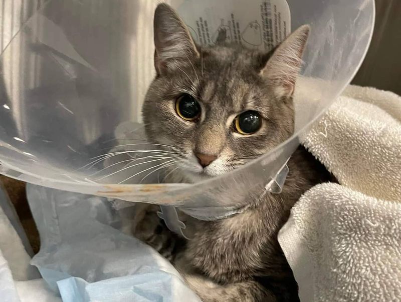 Support Cat Rescue & Adoption Efforts