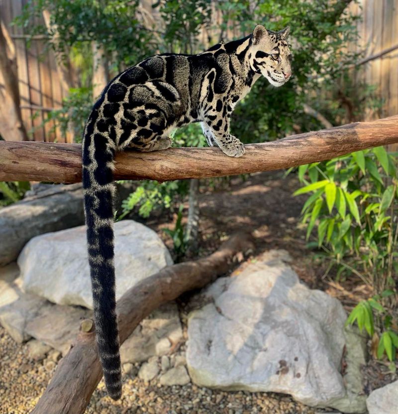 Tail Functionality