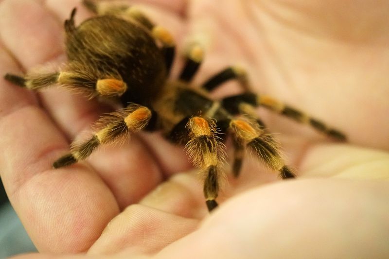 Tarantulas and Large Insects