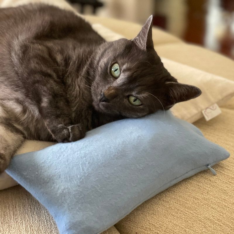 That laptop screen? Not as comfy as my spot on your pillow.