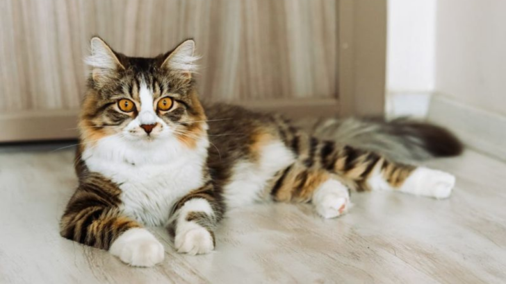 The Aging Cat — 18 Behavior Shifts You Should Know About