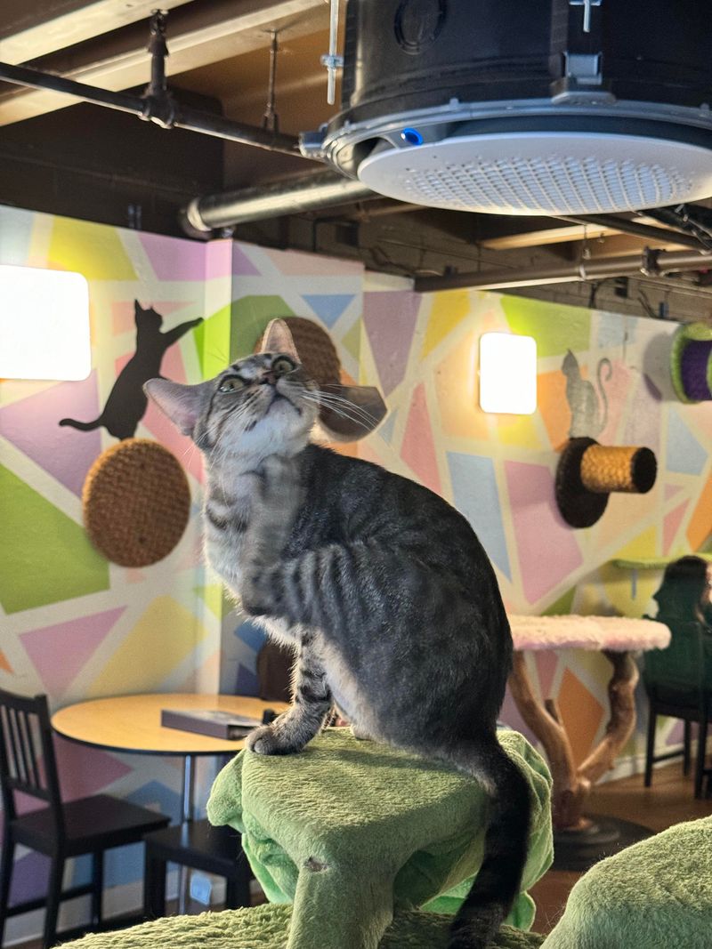 The Cat Café