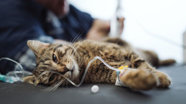 The Last Act of Love – 10 Things to Know and 5 Ways to Cope With Cat Euthanasia