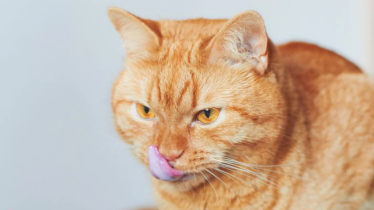 The One Flavor Cats Will Never Taste—And It’s More Surprising Than You Think!