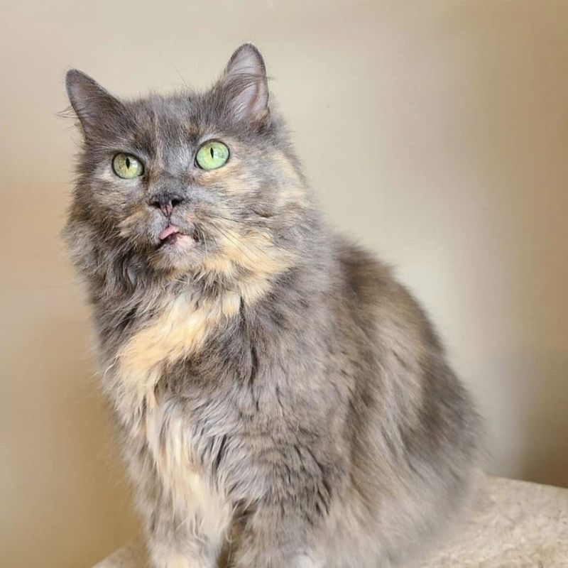 The lilac tortoiseshell pattern is caused by a genetic mutation that lightens the typical tortoiseshell colors.