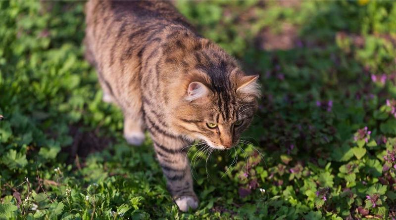 They Can Adapt to Both Indoor and Outdoor Living With Proper Care