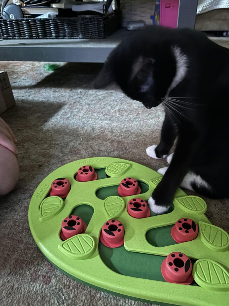 They Master Puzzle Toys