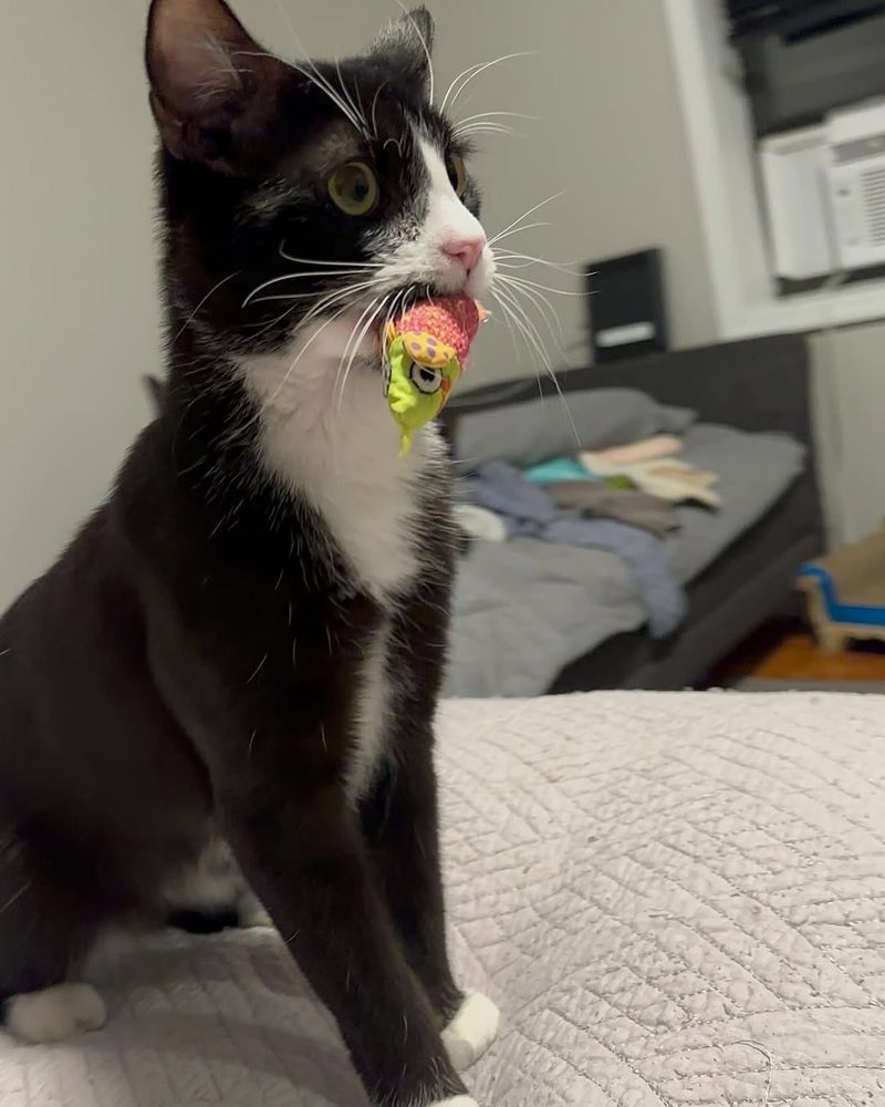 They Play Fetch