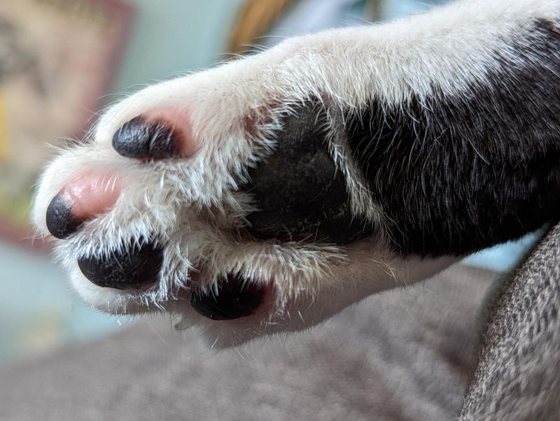 They Use Their Paws Like Hands