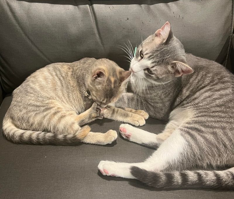 They are generally good with children and other pets in the household.
