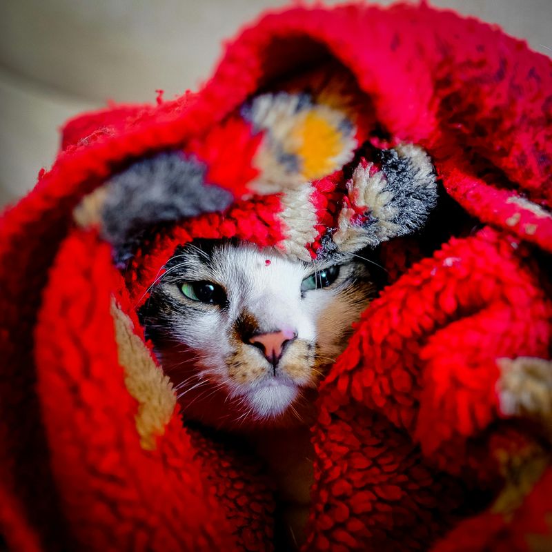 This blanket? It’s my personal cloud. Find your own.