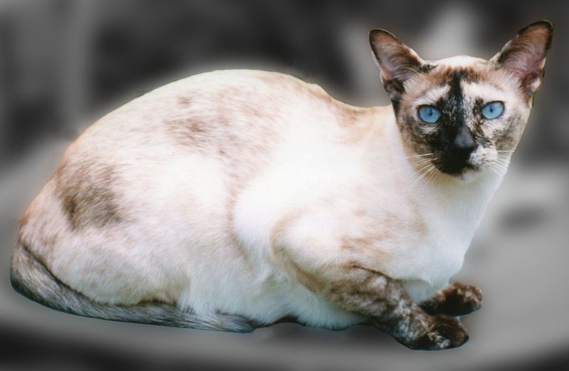 Tonkinese