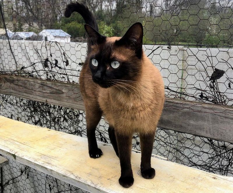 Tonkinese
