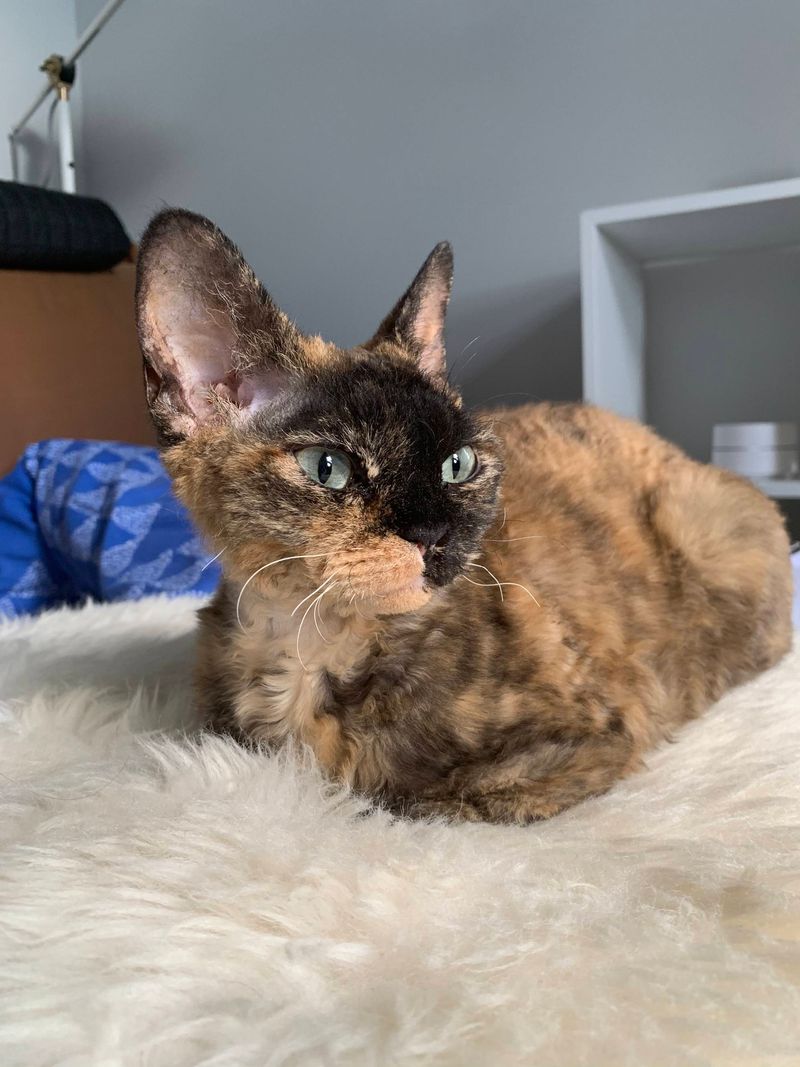 Tortoiseshell (Tortie)