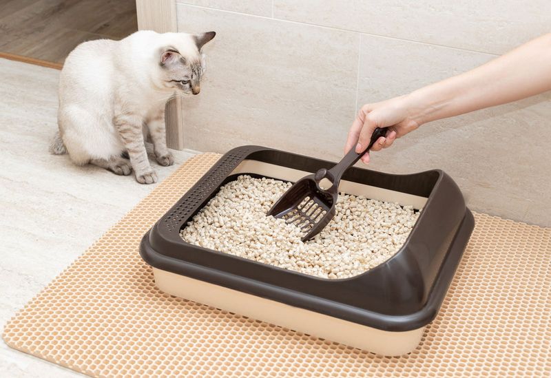 Toxoplasmosis