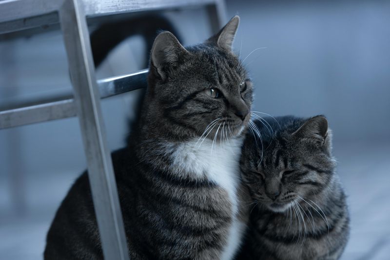 Try a Second Cat—Carefully