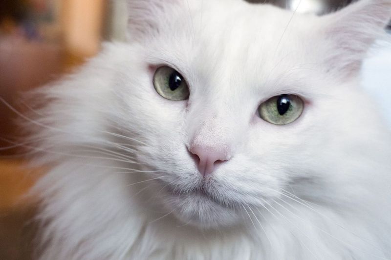 Turkish Angora