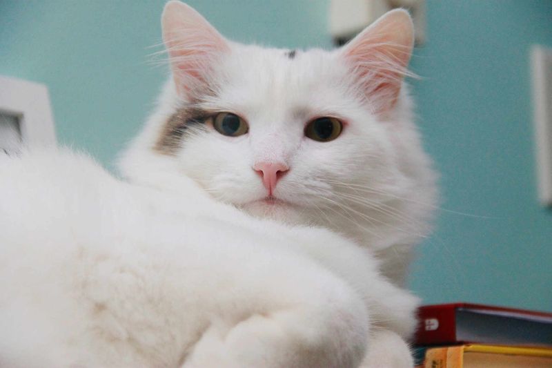 Turkish Van