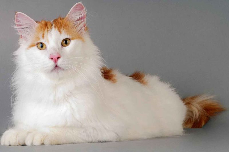 Turkish Van