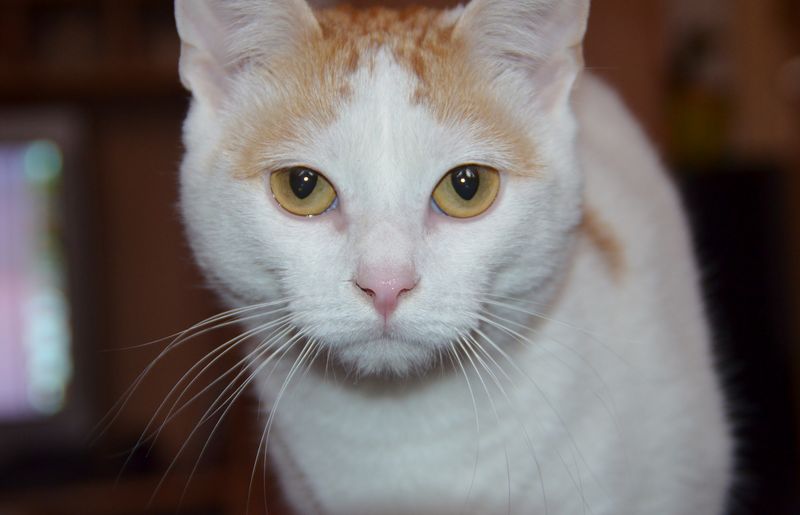Turkish Van