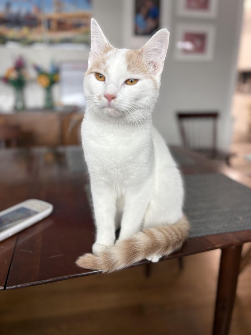 Turkish Van