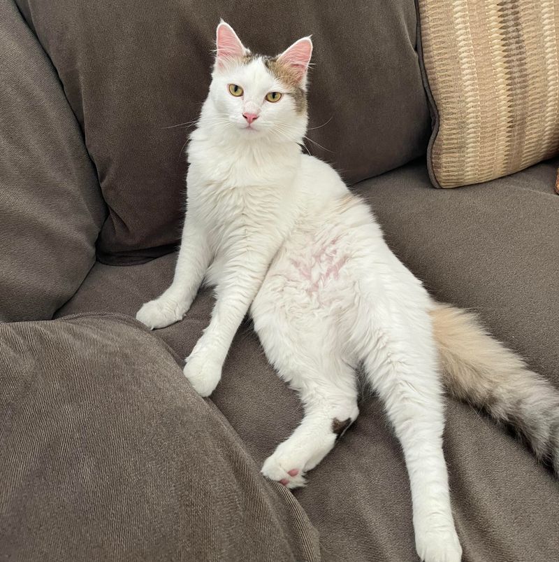 Turkish Van