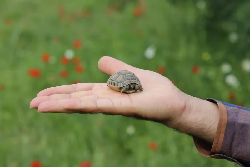 Turtles and Tortoises