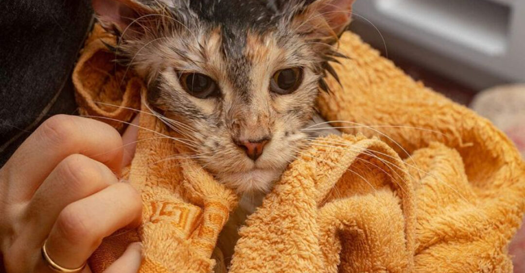 Image showcasing Urine Smell on Your Cat? 14 Effective Methods to Help