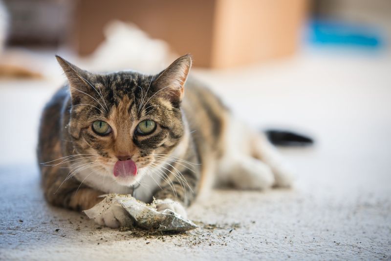 Use Catnip or Silvervine