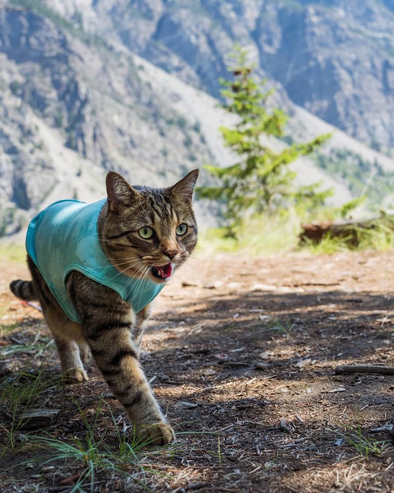 Use a Cooling Vest or Bandana