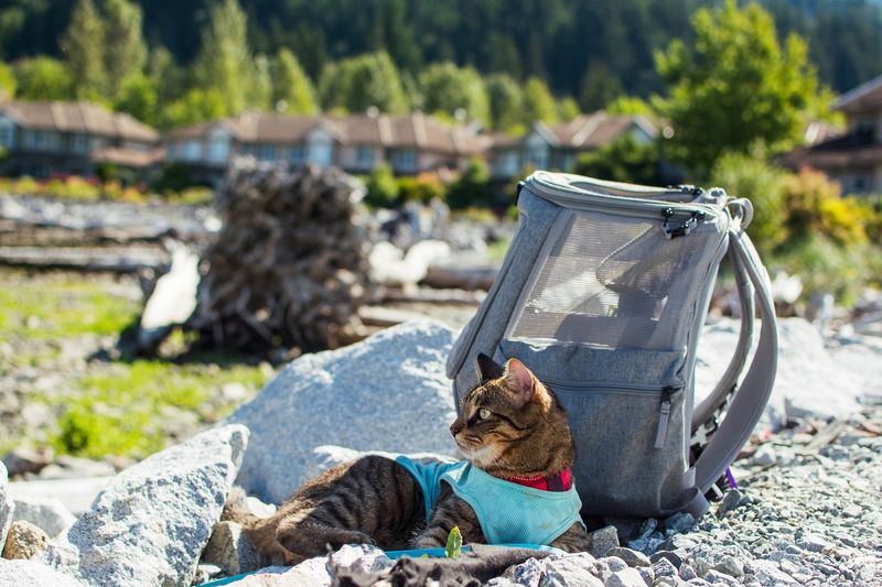 Use a Travel Litter Box