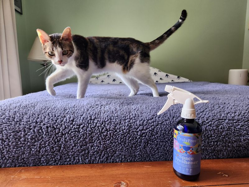 Using Harsh Cleaning Products Around Cats