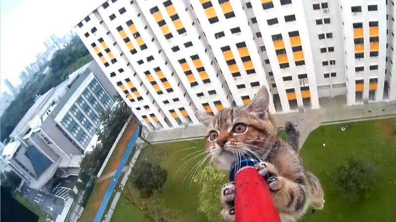 Viral Rescue Videos