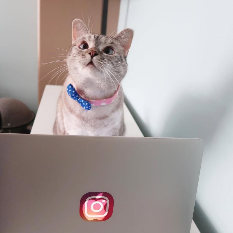 Virtual Adoption Events
